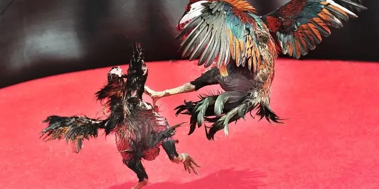 Chinh Phục Đấu Trường Đá Gà Sabong 789Bet Bí Kíp Từ Cao Thủ