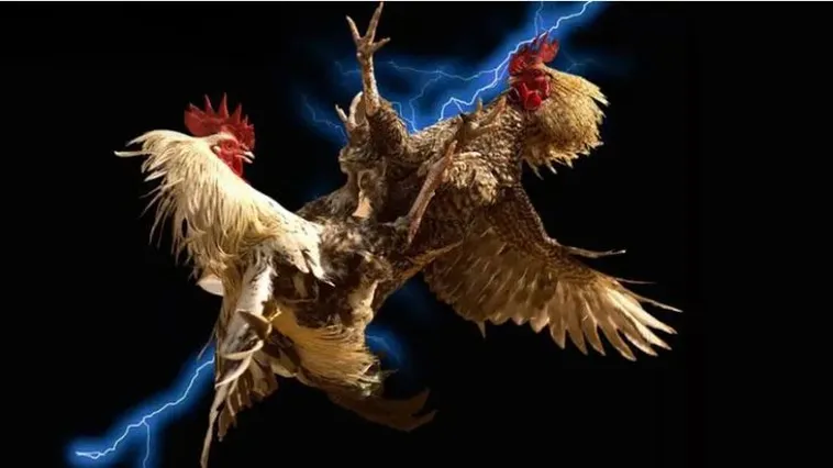 Đá Gà 789Bet Sàn Đấu Thượng Lưu Khẳng Định Đẳng Cấp Kê Thủ