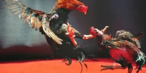 Bí Mật Cách Chơi Đá Gà WS168 Tại 789Bet Đánh Bại Mọi Đối Thủ